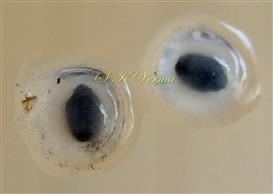  Seeds soaked in water